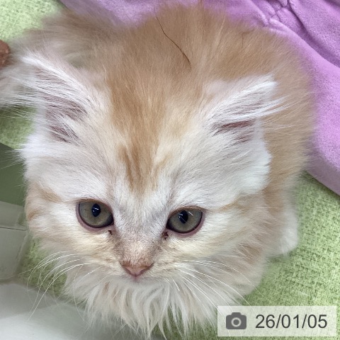 埼玉県のマンチカン (ペットプラス 川口店/2025年10月30日生まれ/女の子/クリームタビーホワイト)の子猫の4枚目の画像