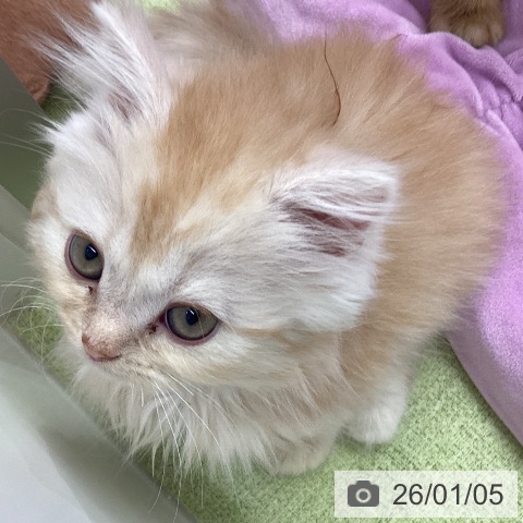 埼玉県のマンチカン (ペットプラス 川口店/2025年10月30日生まれ/女の子/クリームタビーホワイト)の子猫の3枚目の画像