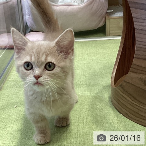 千葉県のマンチカン (ペットプラス 幕張新都心店/2025年10月15日生まれ/男の子/クリームタビー)の子猫の3枚目の画像