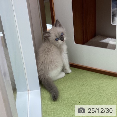 埼玉県のラグドール (ペットプラス 川口店/2025年10月29日生まれ/男の子/ブルーポイント)の子猫の4枚目の画像