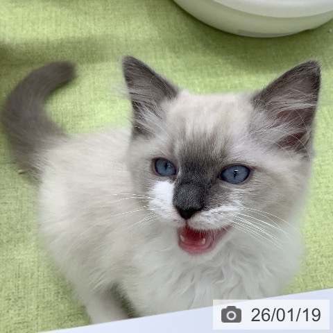 埼玉県のラグドール (ペットプラス 川口店/2025年10月29日生まれ/男の子/ブルーポイント)の子猫の4枚目の画像