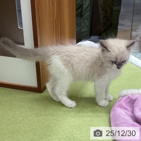 埼玉県のラグドール (ペットプラス 川口店/2025年10月29日生まれ/男の子/ブルーポイント)の子猫の3枚目の画像