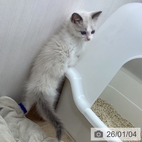 宮城県のラグドール (ペットプラス 仙台上杉店/2025年10月29日生まれ/女の子/ブルーポイントバイカラー)の子猫の4枚目の画像