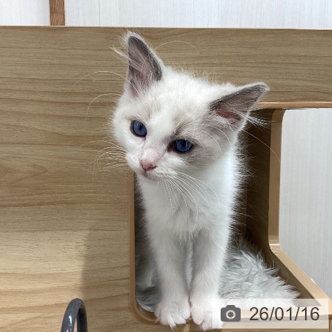 宮城県のラグドール (ペットプラス 仙台上杉店/2025年10月29日生まれ/女の子/ブルーポイントバイカラー)の子猫の4枚目の画像