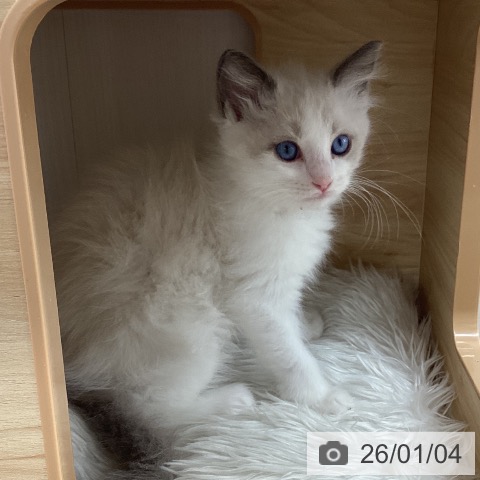 宮城県のラグドール (ペットプラス 仙台上杉店/2025年10月29日生まれ/女の子/ブルーポイントバイカラー)の子猫の3枚目の画像