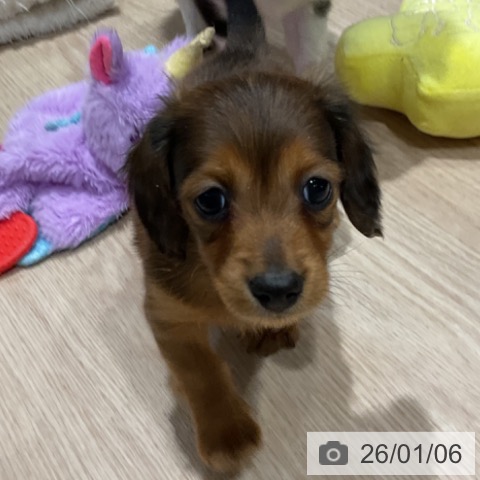 埼玉県のカニンヘンダックスフンド(ロング) (ペットプラス コクーンシティ店/2025年10月30日生まれ/男の子/レッド)の子犬の3枚目の画像