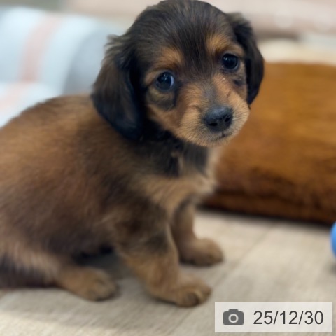 東京都のカニンヘンダックスフンド(ロング) (ペットプラス アクアシティお台場店/2025年10月30日生まれ/女の子/レッド)の子犬の4枚目の画像