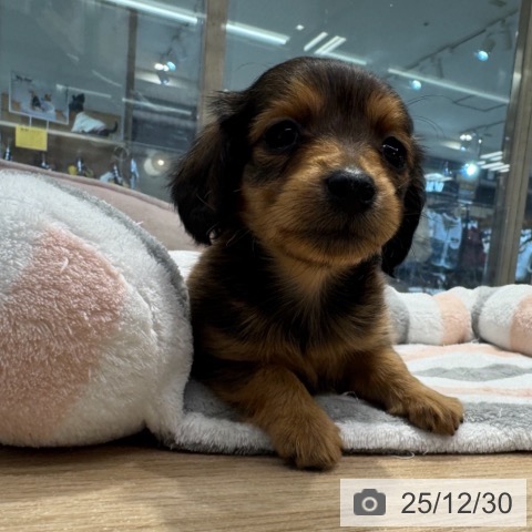 東京都のカニンヘンダックスフンド(ロング) (ペットプラス アクアシティお台場店/2025年10月30日生まれ/女の子/レッド)の子犬の3枚目の画像