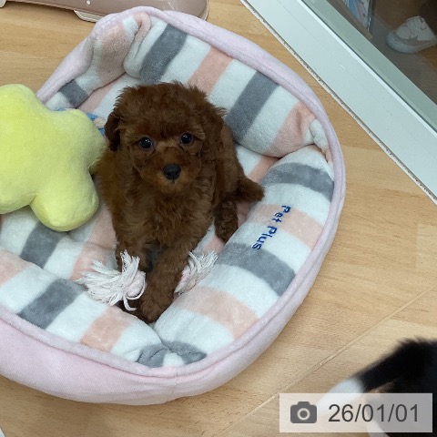 千葉県のトイプードル(トイ) (ペットプラス 成田店/2025年10月29日生まれ/女の子/レッド)の子犬の3枚目の画像