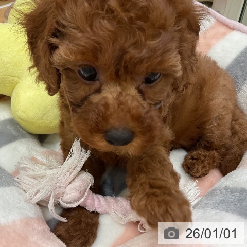 千葉県のトイプードル(トイ) (ペットプラス 成田店/2025年10月29日生まれ/女の子/レッド)の子犬の3枚目の画像