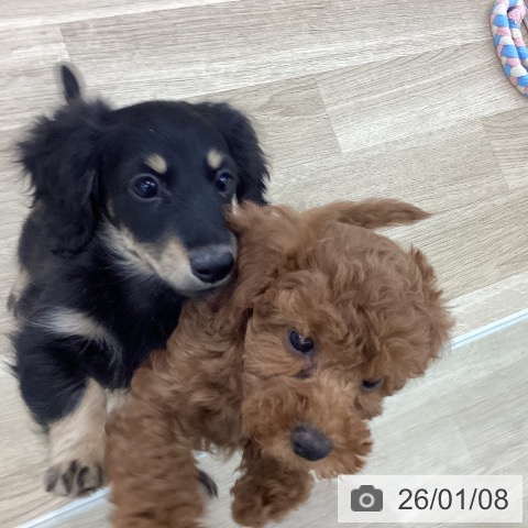 山梨県のトイプードル(トイ) (ペットプラス 甲府国母店/2025年10月29日生まれ/女の子/レッド)の子犬の4枚目の画像