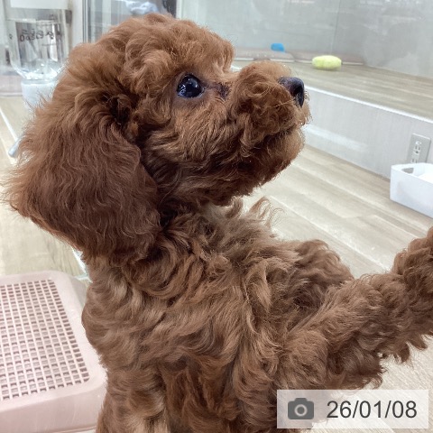 山梨県のトイプードル(トイ) (ペットプラス 甲府国母店/2025年10月29日生まれ/女の子/レッド)の子犬の3枚目の画像