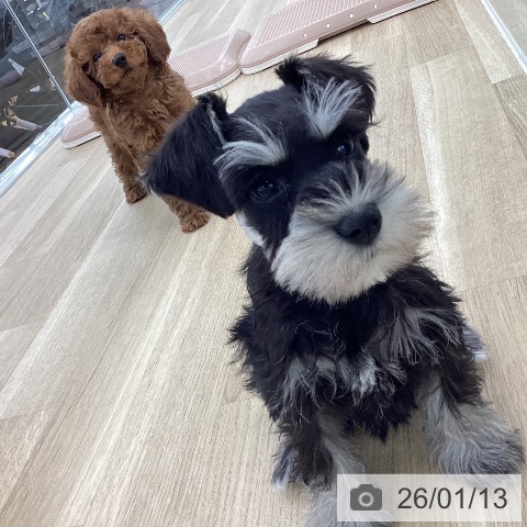 山梨県のトイプードル(トイ) (ペットプラス 甲府国母店/2025年10月29日生まれ/女の子/レッド)の子犬の3枚目の画像