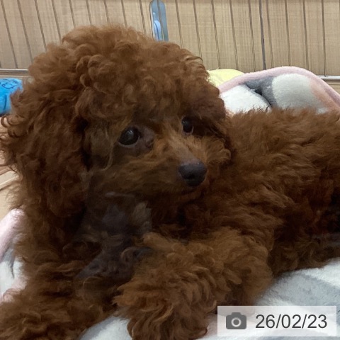 東京都のトイプードル(トイ) (ペッツワン 南砂町SUNAMO店/2025年10月30日生まれ/女の子/レッド)の子犬の3枚目の画像