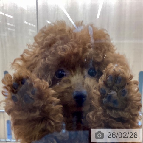 東京都のトイプードル(トイ) (ペッツワン 南砂町SUNAMO店/2025年10月30日生まれ/女の子/レッド)の子犬の3枚目の画像