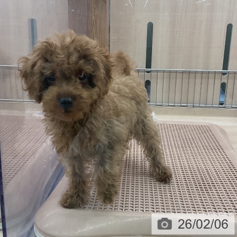 東京都のトイプードル(トイ) (ペッツワン 南砂町SUNAMO店/2025年10月30日生まれ/男の子/レッド)の子犬の4枚目の画像