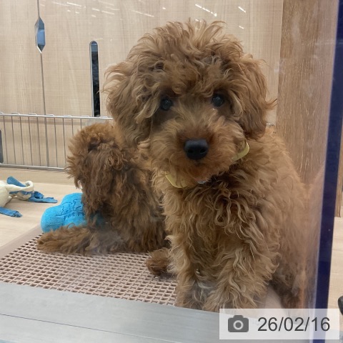 トイ・プードルの写真