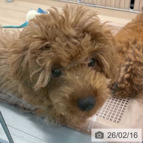 東京都のトイプードル(トイ) (ペッツワン 南砂町SUNAMO店/2025年10月30日生まれ/男の子/レッド)の子犬の4枚目の画像