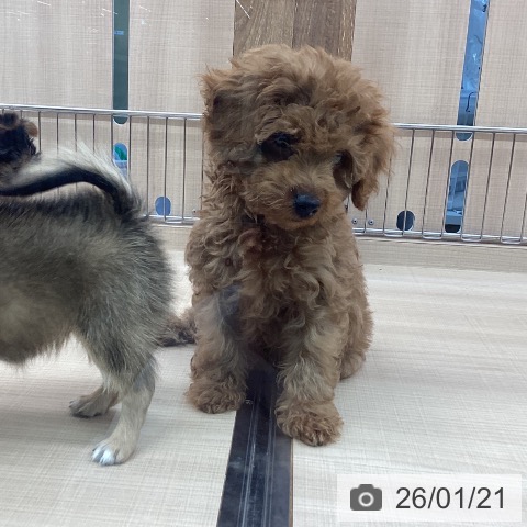 東京都のトイプードル(トイ) (ペッツワン 南砂町SUNAMO店/2025年10月30日生まれ/男の子/レッド)の子犬の3枚目の画像