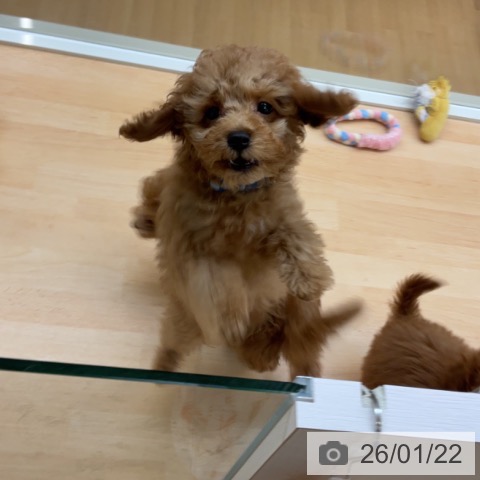 埼玉県のトイプードル(トイ) (ペットプラス 浦和美園店/2025年10月30日生まれ/男の子/レッド)の子犬の4枚目の画像