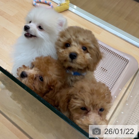 埼玉県のトイプードル(トイ) (ペットプラス 浦和美園店/2025年10月30日生まれ/男の子/レッド)の子犬の3枚目の画像