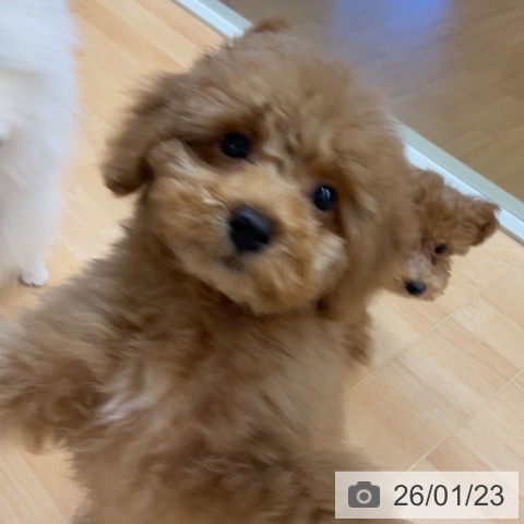 埼玉県のトイプードル(トイ) (ペットプラス 浦和美園店/2025年10月30日生まれ/男の子/レッド)の子犬の3枚目の画像