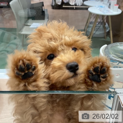 埼玉県のトイプードル(トイ) (ペットプラス 上尾店/2025年10月30日生まれ/男の子/レッド)の子犬の4枚目の画像