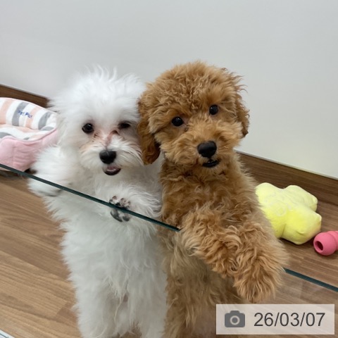 茨城県のトイプードル(トイ) (ペッツワン 古河店/2025年10月30日生まれ/男の子/レッド)の子犬の3枚目の画像