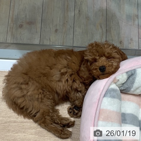 埼玉県のトイプードル(トイ) (ペットプラス ららぽーと富士見店/2025年10月30日生まれ/男の子/レッド)の子犬の3枚目の画像