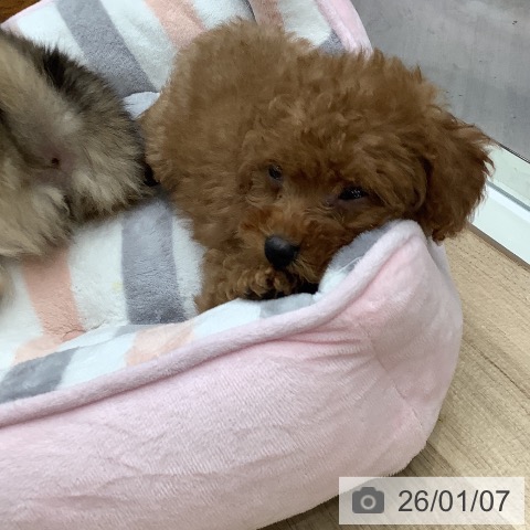 トイ・プードルの写真