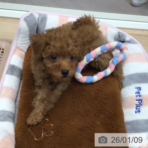 トイ・プードルの写真