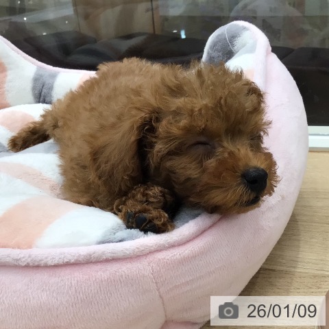 東京都のトイプードル(トイ) (ペットプラス 日の出店/2025年10月30日生まれ/男の子/レッド)の子犬の4枚目の画像