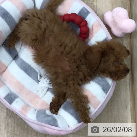 東京都のトイプードル(トイ) (ペットプラス 日の出店/2025年10月30日生まれ/男の子/レッド)の子犬の4枚目の画像