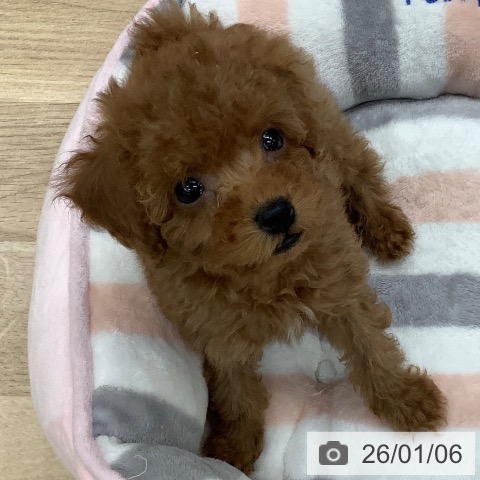 東京都のトイプードル(トイ) (ペットプラス 日の出店/2025年10月30日生まれ/男の子/レッド)の子犬の4枚目の画像