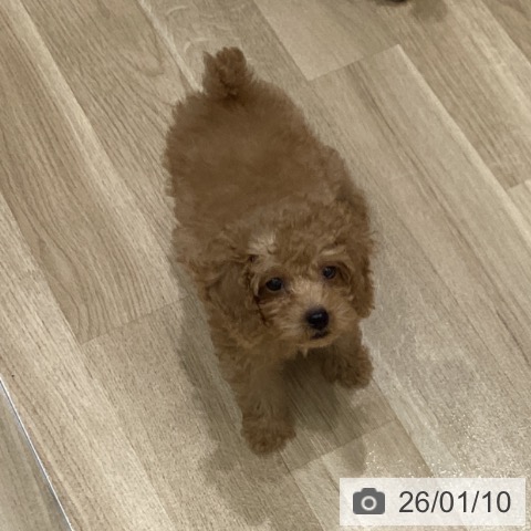 岩手県のトイプードル(トイ) (ペットプラス 盛岡南店/2025年10月30日生まれ/女の子/アプリコット)の子犬の3枚目の画像