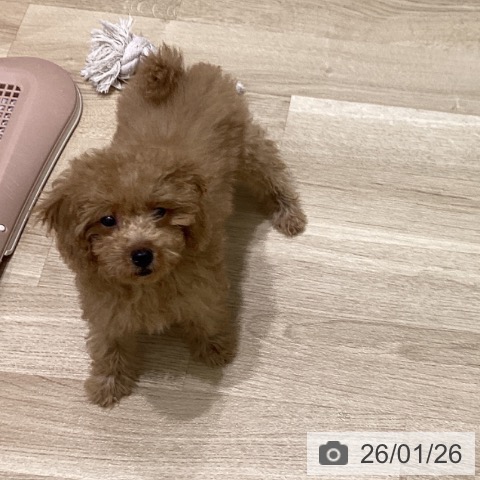 岩手県のトイプードル(トイ) (ペットプラス 盛岡南店/2025年10月30日生まれ/女の子/アプリコット)の子犬の3枚目の画像