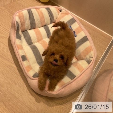 トイ・プードルの写真