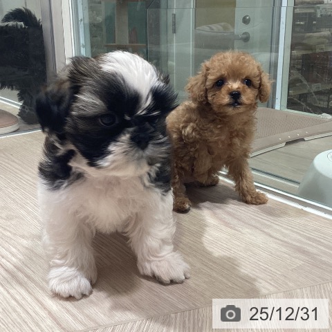 神奈川県のトイプードル(トイ) (ペットプラス 新百合丘店/2025年10月30日生まれ/女の子/アプリコット)の子犬の4枚目の画像