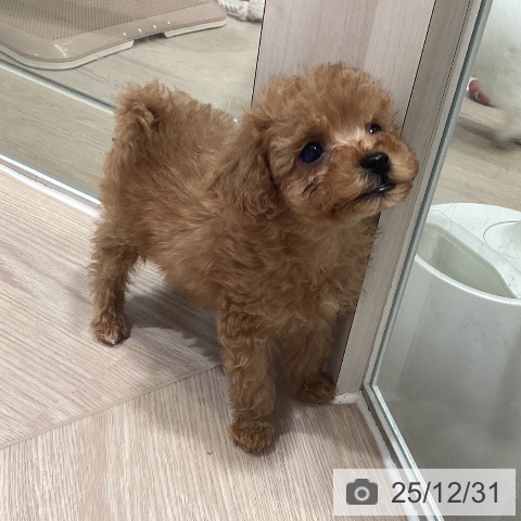 神奈川県のトイプードル(トイ) (ペットプラス 新百合丘店/2025年10月30日生まれ/女の子/アプリコット)の子犬の3枚目の画像