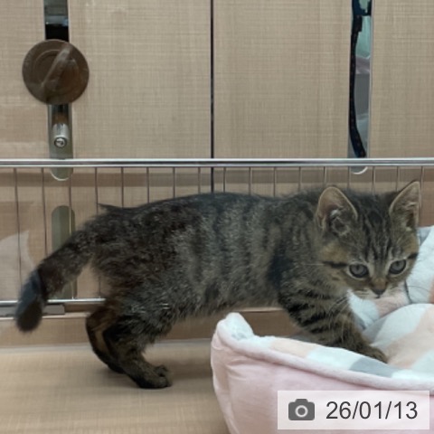 埼玉県のスコティッシュフォールド (ペッツワン 新座店/2025年10月15日生まれ/男の子/ブラウンタビー)の子猫の3枚目の画像