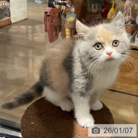 埼玉県のスコティッシュフォールド (ペットプラス コクーンシティ店/2025年10月15日生まれ/女の子/ダイリュートキャリコ)の子猫の4枚目の画像