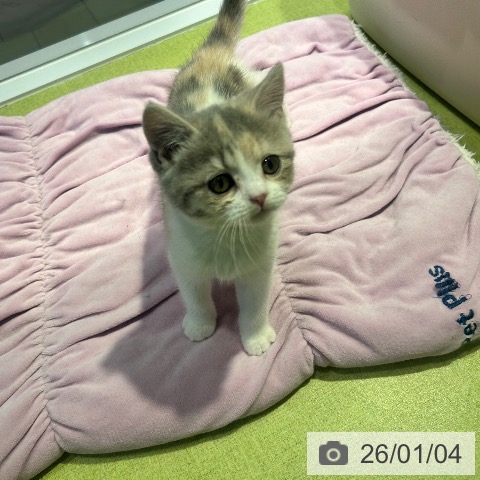 東京都のスコティッシュフォールド (ペットプラス 多摩平の森店/2025年10月15日生まれ/女の子/ダイリュートキャリコ)の子猫の3枚目の画像