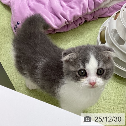 埼玉県のスコティッシュフォールド (ペットプラス 川口店/2025年10月29日生まれ/男の子/ブルータビーホワイト)の子猫の4枚目の画像