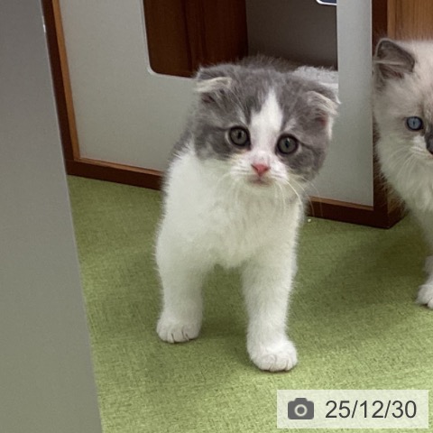 埼玉県のスコティッシュフォールド (ペットプラス 川口店/2025年10月29日生まれ/男の子/ブルータビーホワイト)の子猫の3枚目の画像