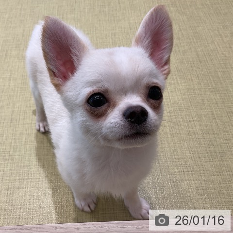 福島県のチワワ(ロング) (ペットプラス イオンタウン郡山店/2025年10月30日生まれ/男の子/クリームホワイト)の子犬の4枚目の画像