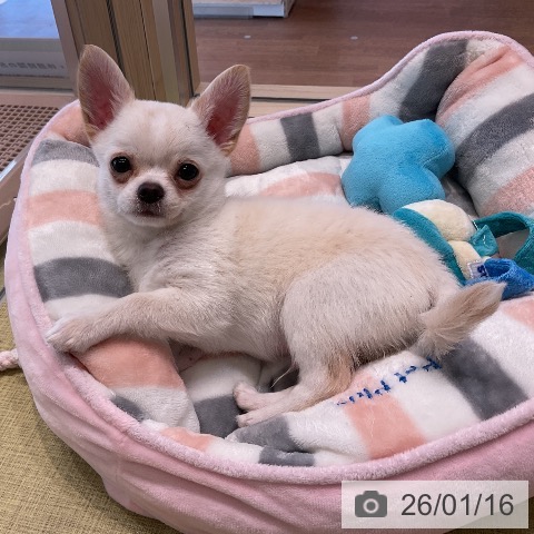 福島県のチワワ(ロング) (ペットプラス イオンタウン郡山店/2025年10月30日生まれ/男の子/クリームホワイト)の子犬の3枚目の画像