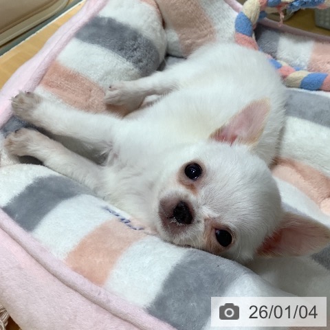 山梨県のチワワ(ロング) (ペットプラス 甲府昭和店/2025年10月30日生まれ/男の子/ホワイトクリーム)の子犬の4枚目の画像