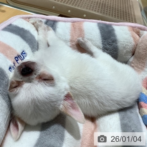 山梨県のチワワ(ロング) (ペットプラス 甲府昭和店/2025年10月30日生まれ/男の子/ホワイトクリーム)の子犬の3枚目の画像