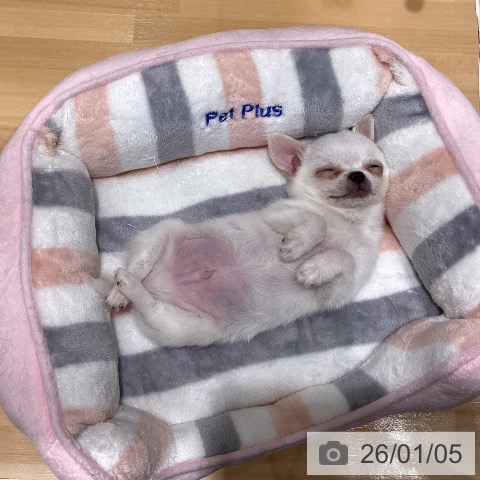 山梨県のチワワ(ロング) (ペットプラス 甲府昭和店/2025年10月30日生まれ/男の子/ホワイトクリーム)の子犬の4枚目の画像