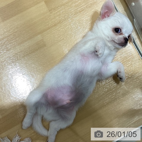 山梨県のチワワ(ロング) (ペットプラス 甲府昭和店/2025年10月30日生まれ/男の子/ホワイトクリーム)の子犬の3枚目の画像